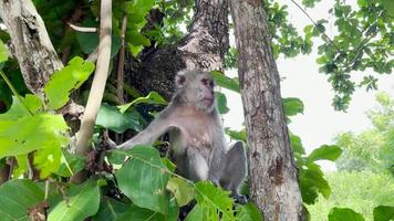 de aap is koel in de boom. apen ontspannen overdag genietend van de sfeer en schuilen onder een schaduwrijke boom. wilde dieren worden vrijgelaten en mengen zich met bezoekers. videoclips voor beeldmateriaal. video