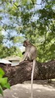 la scimmia è fresca nell'albero. le scimmie si rilassano godendosi l'atmosfera durante il giorno, riparandosi sotto un albero ombroso. gli animali selvatici vengono liberati e si mescolano ai visitatori. clip video per le riprese.