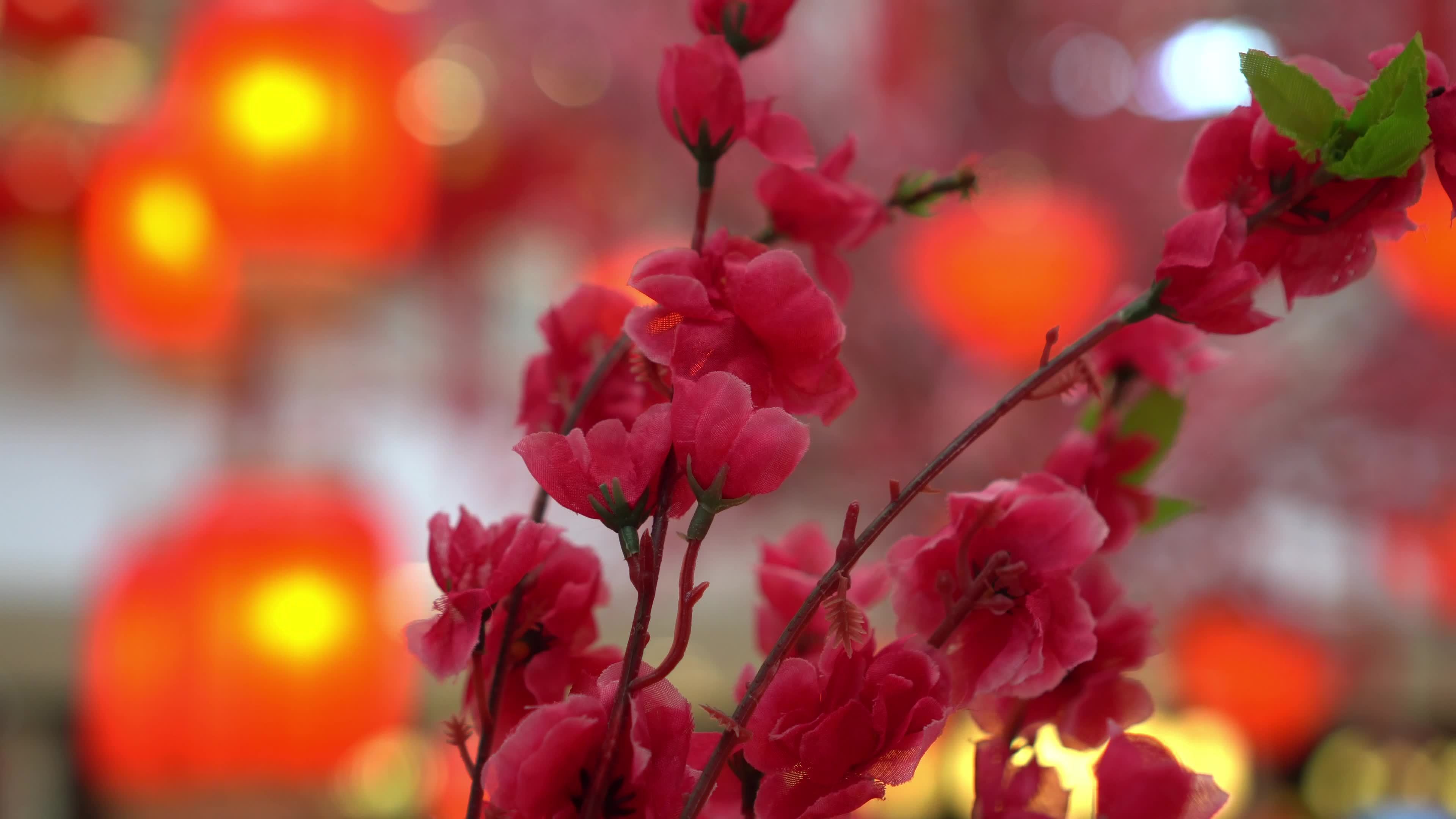 Chinese new year artificial blossom flower 7711791 Stock Video at Vecteezy