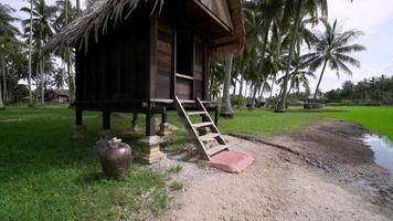 luta upp kampung hus med kokospalmer. video