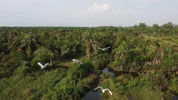 Egret and heron birds fly at peatland video