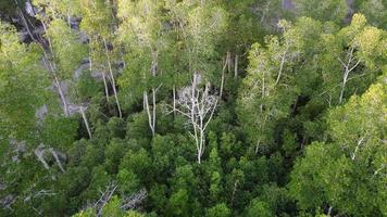 vue aérienne aigle à l'arbre sec video
