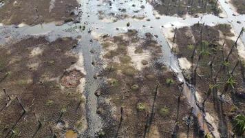 Aerial view water swamp in dry oil palm