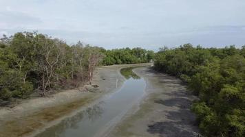 vuelo aéreo sobre el río en el manglar video