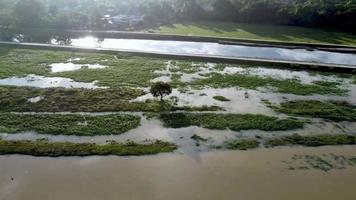 el árbol en el campo verde está inundado de agua. video