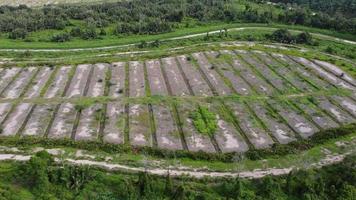 luchtfoto het land is herplant van oliepalmboom video