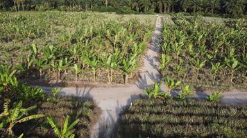 Fly over banana farm in evening. video