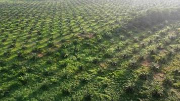 volar sobre la palmera de aceite joven en un día cálido y soleado video