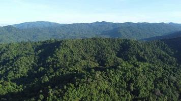 vue aérienne forêt verte de malaisie video