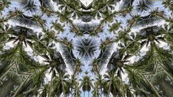 4k animation kaleidoscopic palm video