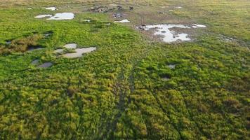 Aerial view wetland in Malaysia. video