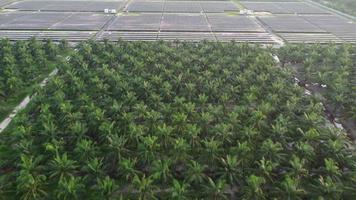 Aerial view solar panel in oil palm video