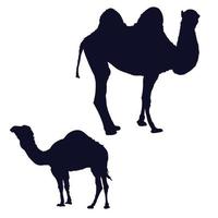 camel silhouette on white vector