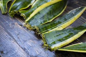 hojas de sansevieri con raíces en la mesa de madera foto