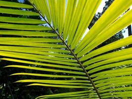 the spanish island Tenerife photo