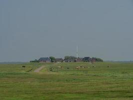 hallig hooge en el mar del norte alemán foto