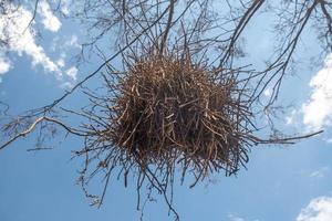 nido de pájaro exótico en un árbol en el interior de brasil. foto