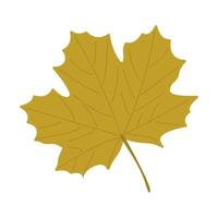 Yellow maple leaf on a white background vector