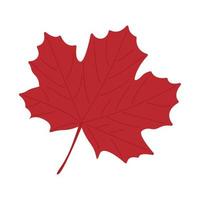 Red maple leaf on a white background vector