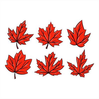 red maple leaf vector hand drawn set.  autumn season symbol. canadian symbol