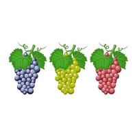 grapes fruit vector illustration. good for fresh fruit product or design template. flat color hand drawn style