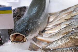 Fresh catch of fish for sale at market stall photo