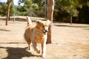 Dog running in park photo