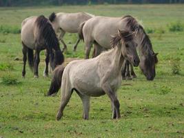 wild horse in germany photo