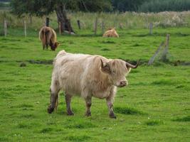 Cows in westphalia photo