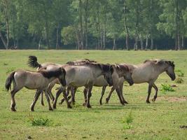 Wild Horses in germany photo