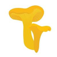 Chanterelle mushrooms vector stock illustration. Isolated on a white background. Yellow oyster mushrooms.