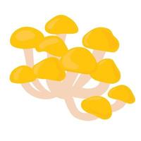 Mushrooms nameko vector stock illustration. Isolated on a white background. Buttermilk, yellow honey mushrooms.