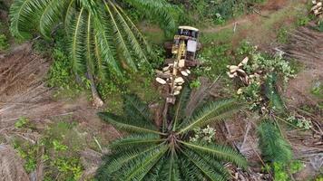 Aerial look down excavator cut the oil palm video