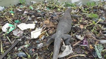 Top view monitor lizard move at rubbish dump site video