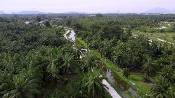 Aerial view oil palm plantation video