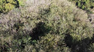 volo aereo sopra l'albero della gomma senza foglie video