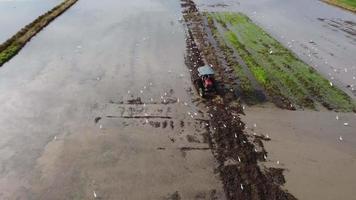 tracteurs vue aérienne avec oiseau blanc video