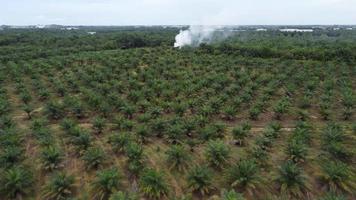 Aerial view open burn at oil palm. video