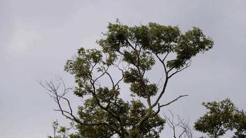 During tree leaves in gently move during rain day video