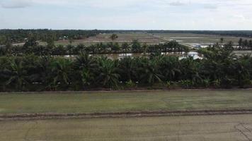 Aerial view paddy field in cultivation video