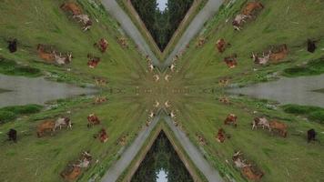 Cows grazing grass symmetry illusion optic video