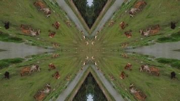 Cows grazing grass symmetry illusion optic video