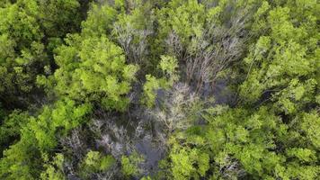 desnudo sin hojas en el bosque de árboles de mangle verde video