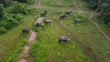 Aerial view white egret bird with buffaloes video