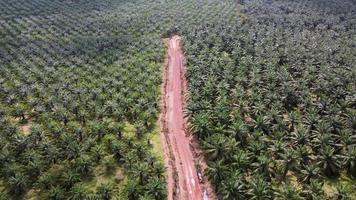 Aerial view look down red soil path in oil palm farm video