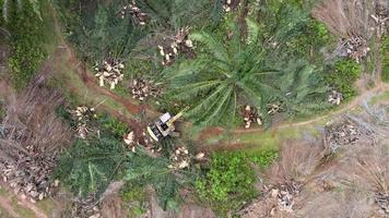 Aerial view harvester pushing over oil palm tree video