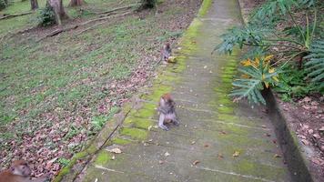 Long tail macaque monkeys eat fruit video