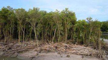 Sliding over dead mangrove forest tree video
