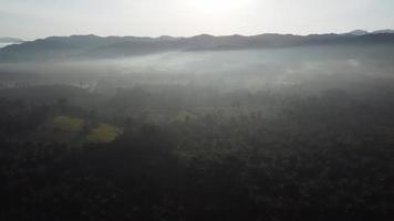 Aerial misty foggy forest video