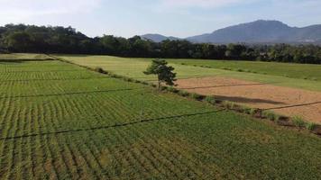 luchtfoto groen gras met irrigatiesysteem video